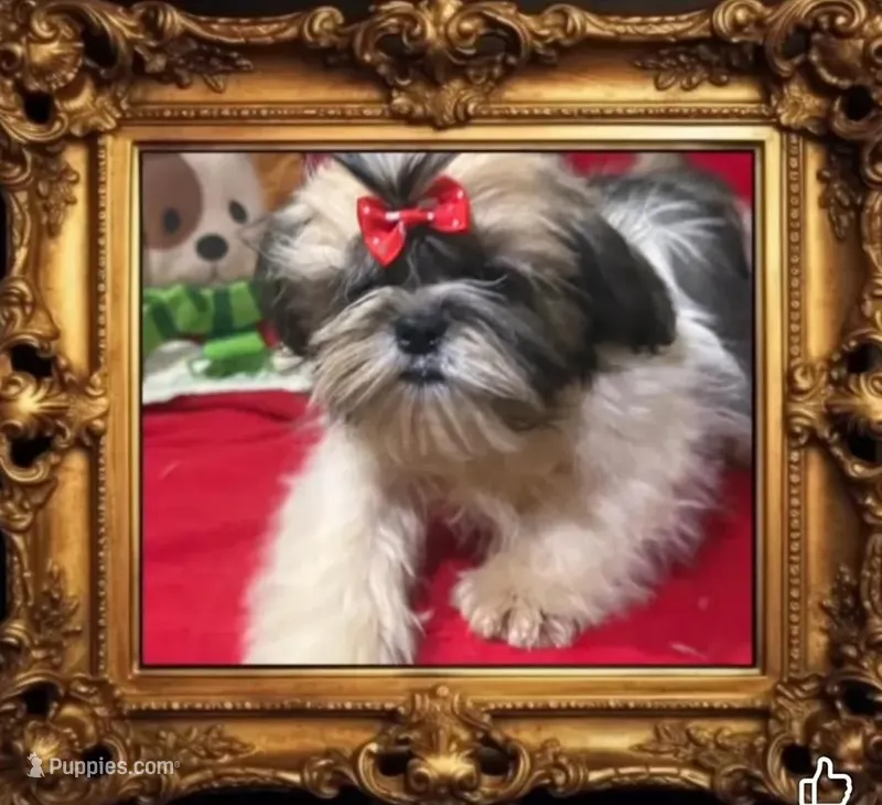 AKC Haldeen M – Shih Tzu puppy for sale in Corpus Christi, TX