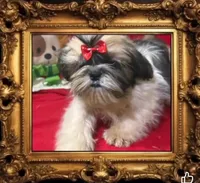 AKC Haldeen M, a male Shih Tzu for sale in Corpus Christi, TX – Photo 1 of 7