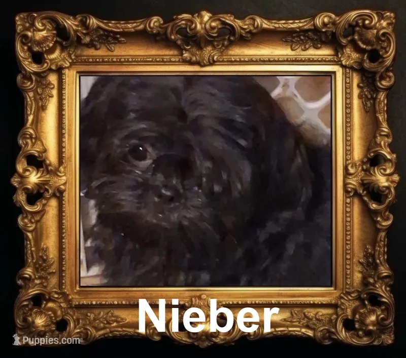Nieber – Shih Tzu puppy for sale in Corpus Christi, TX