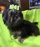 AKC Duster M, a male Shih Tzu for sale in Corpus Christi, TX – 2 of 5