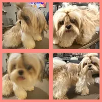 AKC Yodie, a female Shih Tzu for sale in Corpus Christi, TX – Photo 3 of 3