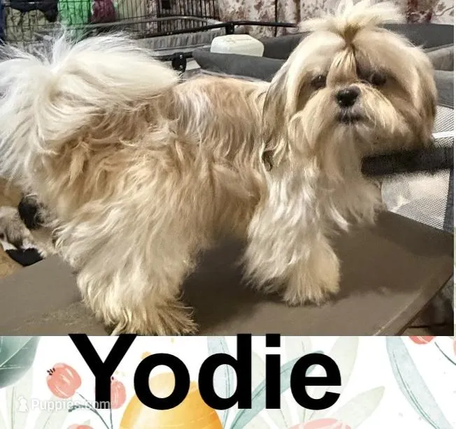 AKC Yodie, a female Shih Tzu for sale in Corpus Christi, TX – Photo 1 of 3