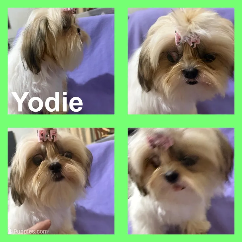 AKC Yodi – Shih Tzu puppy for sale in Corpus Christi, TX