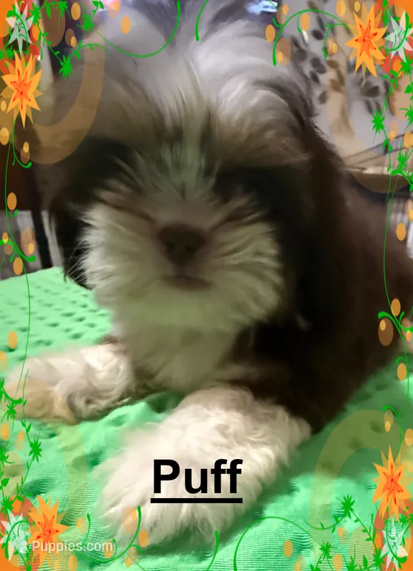 AKC Puff the Magic Shih Tzu F – Shih Tzu puppy for sale in Corpus Christi, TX