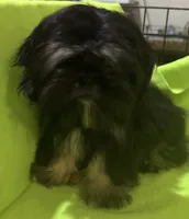 AKC Cunniel M, a male Shih Tzu for sale in Corpus Christi, TX – 2 of 6