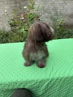 Niko, a male Shih Tzu for sale in Corpus Christi, TX – 2 of 10