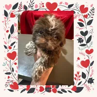 AKC Quineil M, a male Shih Tzu for sale in Corpus Christi, TX – 4 of 4