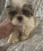 AKC Bellamy, a female Shih Tzu for sale in Corpus Christi, TX – Photo 4 of 8