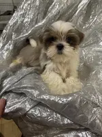 AKC Bellamy, a female Shih Tzu for sale in Corpus Christi, TX – Photo 8 of 8