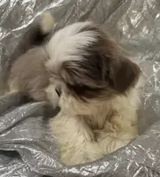 AKC Bellamy, a female Shih Tzu for sale in Corpus Christi, TX – Photo 1 of 8