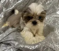 AKC Bellamy, a female Shih Tzu for sale in Corpus Christi, TX – Photo 7 of 8