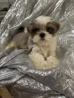 AKC Bellamy, a female Shih Tzu for sale in Corpus Christi, TX – Photo 5 of 8