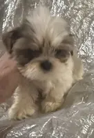 AKC Bellamy, a female Shih Tzu for sale in Corpus Christi, TX – Photo 3 of 8