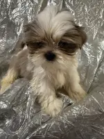 AKC Bellamy, a female Shih Tzu for sale in Corpus Christi, TX – Photo 6 of 8