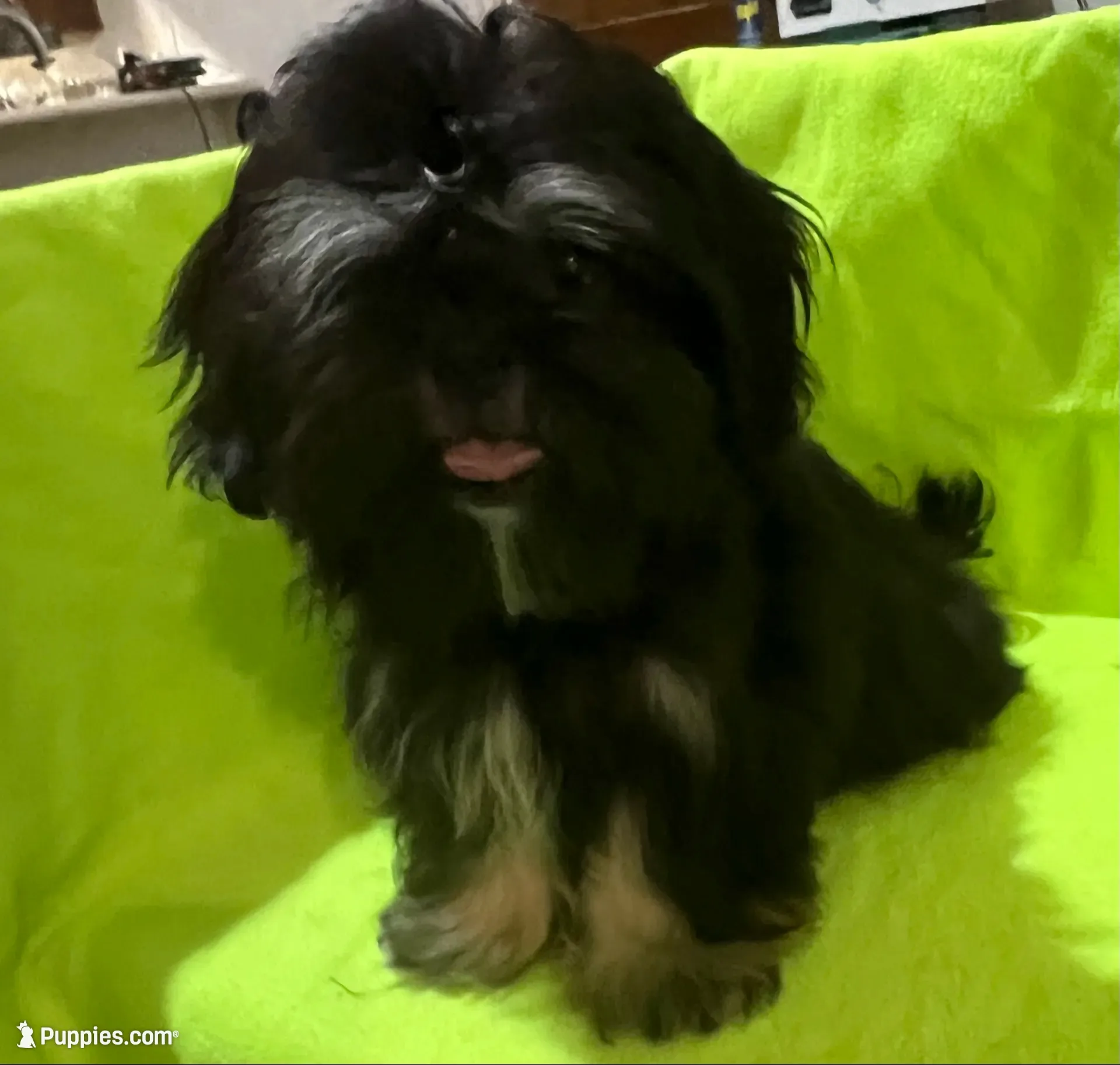 AKC Cunniel M, a male Shih Tzu for sale in Corpus Christi, TX – 5 of 9