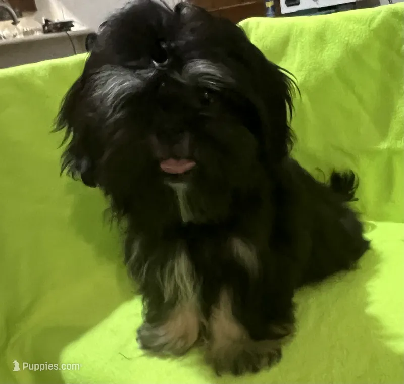 AKC Cunniel M – Shih Tzu puppy for sale in Corpus Christi, TX