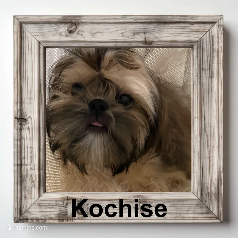 AKC Kochise M – Shih Tzu puppy for sale in Corpus Christi, TX