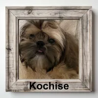 AKC Kochise M, a male Shih Tzu for sale in Corpus Christi, TX – 1 of 1