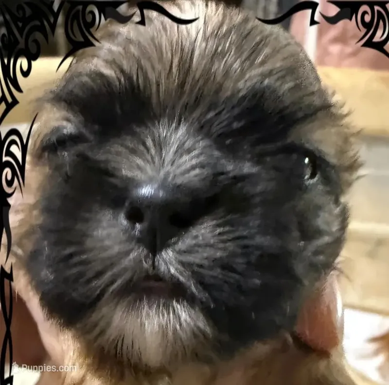 AKC Auvory M – Shih Tzu puppy for sale in Corpus Christi, TX