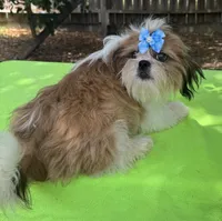 AKC Issa Onederful M, a male Shih Tzu for sale in Corpus Christi, TX – 4 of 10