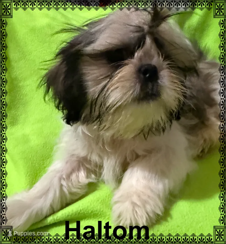 AKC Haltom M – Shih Tzu puppy for sale in Corpus Christi, TX