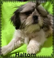 AKC Haltom M, a male Shih Tzu for sale in Corpus Christi, TX – 1 of 4