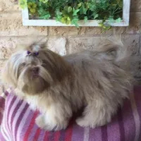 AKC Audreen, a female Shih Tzu for sale in Corpus Christi, TX – Photo 3 of 3