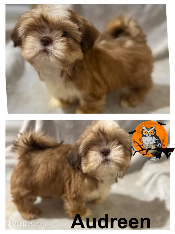 AKC Audreen, a female Shih Tzu for sale in Corpus Christi, TX – Photo 1 of 3