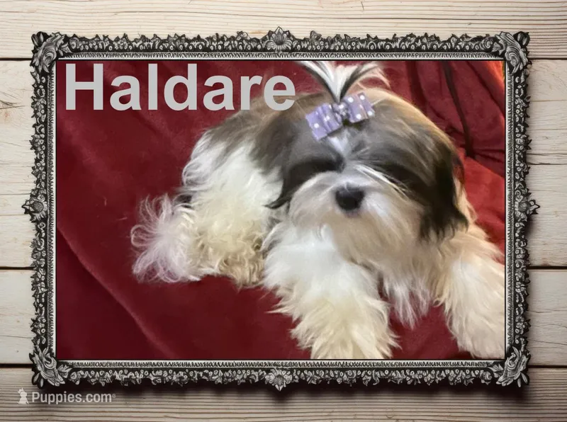 AKC Haldare, a male Shih Tzu for sale in Corpus Christi, TX – Photo 1 of 2