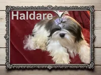 AKC Haldare, a male Shih Tzu for sale in Corpus Christi, TX – Photo 1 of 2