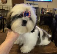 AKC Isela F, a female Shih Tzu for sale in Corpus Christi, TX – 5 of 6