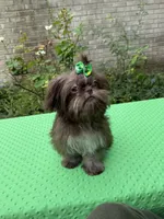 Niko, a male Shih Tzu for sale in Corpus Christi, TX – 4 of 10