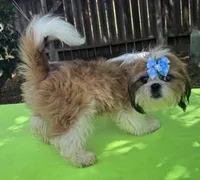 AKC Issa Onederful M, a male Shih Tzu for sale in Corpus Christi, TX – 6 of 10