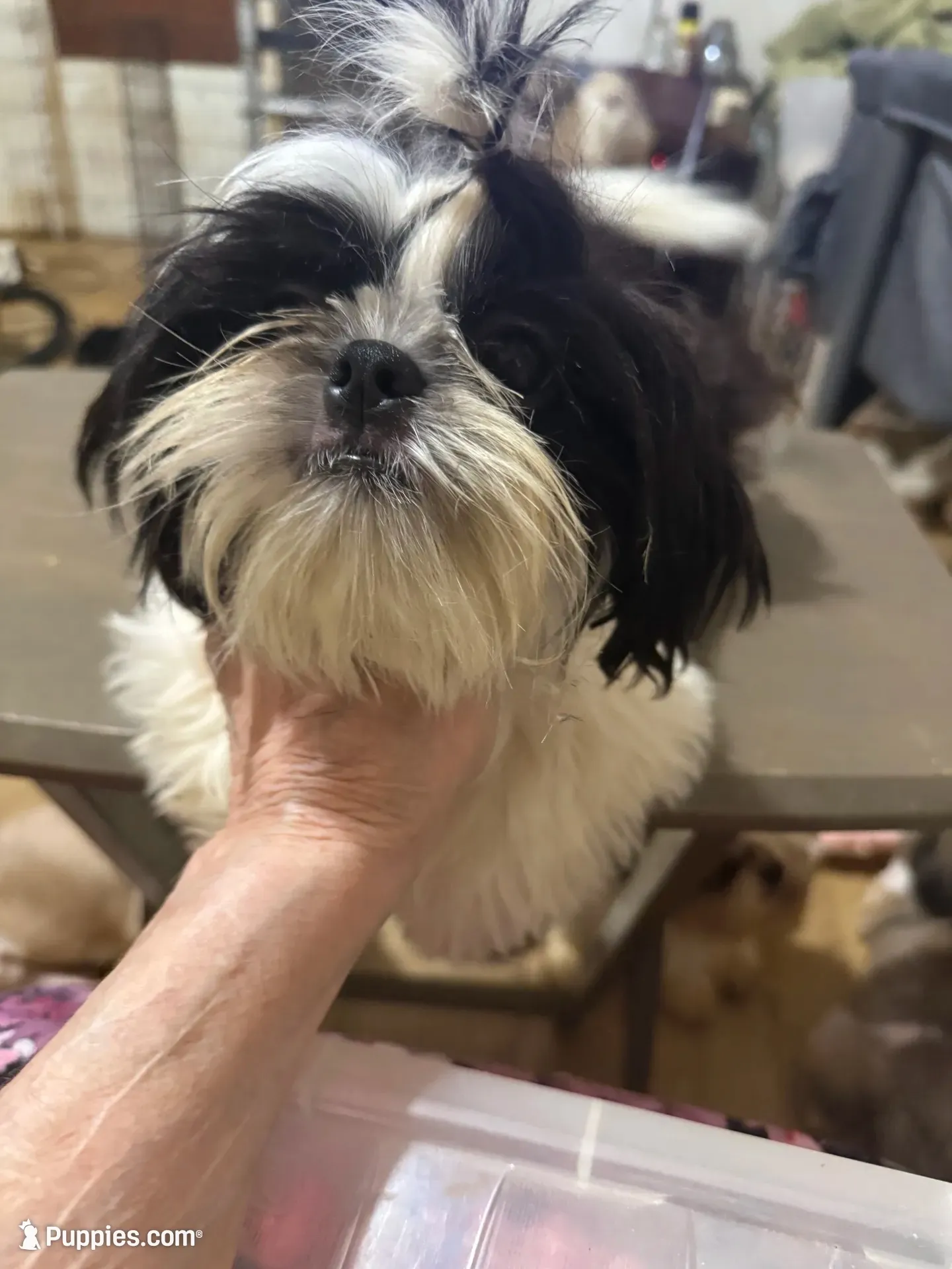 AKC Haskell M, a female Shih Tzu for sale in Corpus Christi, TX – 3 of 9