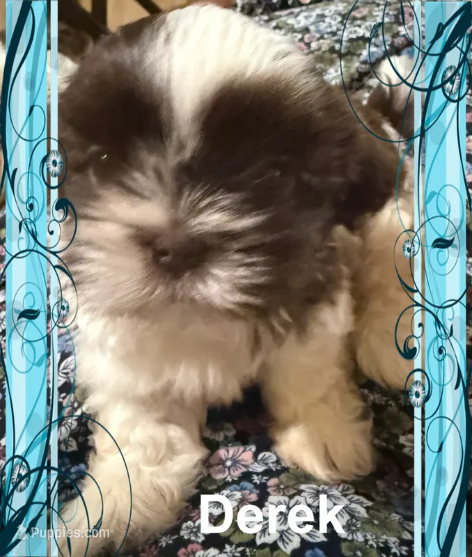 Derek – Shih Tzu puppy for sale in Corpus Christi, TX