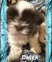 Derek, a male Shih Tzu for sale in Corpus Christi, TX – 1 of 2
