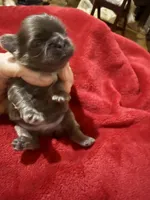 AKC Auden M, a male Shih Tzu for sale in Corpus Christi, TX – 4 of 5