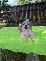 AKC Issa Onederful M, a male Shih Tzu for sale in Corpus Christi, TX – 9 of 10