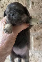 AKC Nilla F, a female Shih Tzu for sale in Corpus Christi, TX – 1 of 3