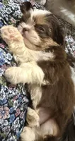 AKC PUFF THE MAGIC ShihTzu F, a female Shih Tzu for sale in Corpus Christi, TX – 5 of 10
