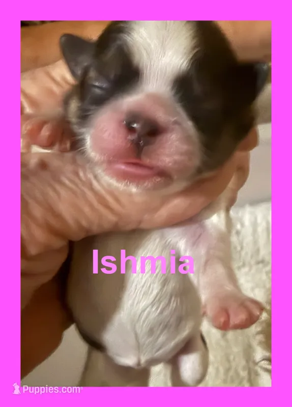 Ismia – Shih Tzu puppy for sale in Corpus Christi, TX