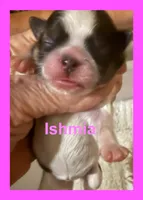 Ismia, a female Shih Tzu for sale in Corpus Christi, TX – 1 of 3
