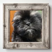 AKC Duster M, a male Shih Tzu for sale in Corpus Christi, TX – 1 of 1