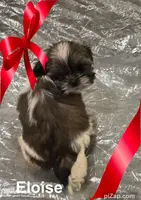 AKC Eloise, a female Shih Tzu for sale in Corpus Christi, TX – Photo 4 of 4