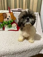 AKC Eloise, a female Shih Tzu for sale in Corpus Christi, TX – Photo 1 of 4