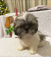 AKC Eloise, a female Shih Tzu for sale in Corpus Christi, TX – Photo 2 of 4