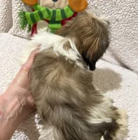 AKC Eloise, a female Shih Tzu for sale in Corpus Christi, TX – Photo 3 of 4