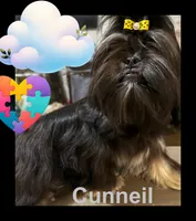 AKC Cunniel M, a male Shih Tzu for sale in Corpus Christi, TX – 6 of 9