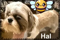 AKC Hal M, a male Shih Tzu for sale in Corpus Christi, TX – 2 of 2