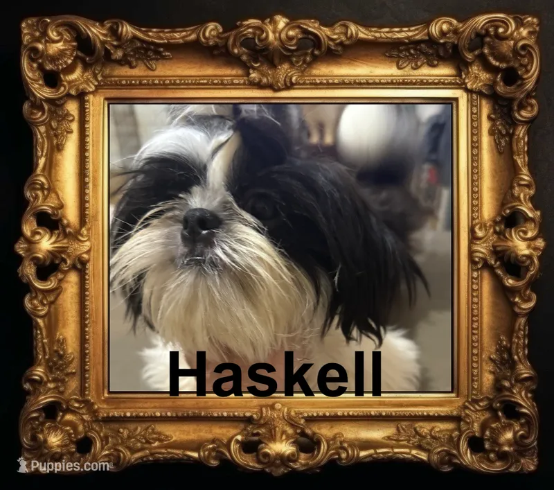 AKC Haskell M – Shih Tzu puppy for sale in Corpus Christi, TX